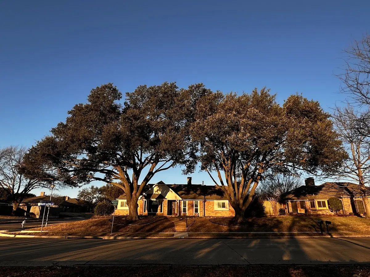 Established residential canopy tree shading a home in Fairplay