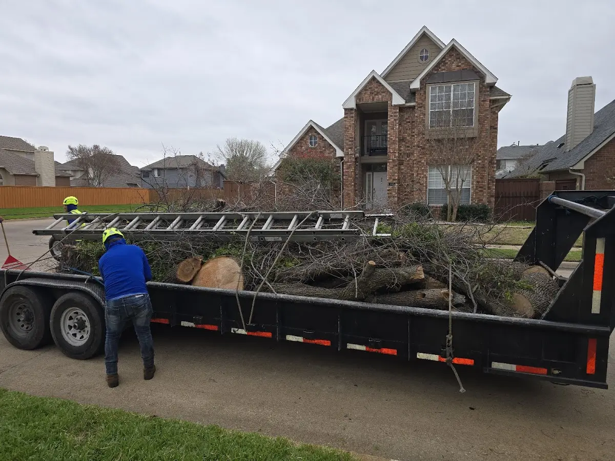 Expert Tree Removal with proper safety equipment in Fairplay